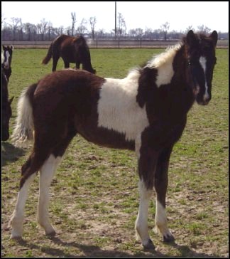 black and white foxtrotter filly born 10-20-04
