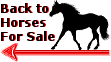 Click here to go back to the horses for sale page