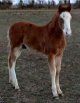 bay sabino colt, born 9-19-02, sired by Jack's Absolute Power