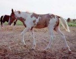 Sorrel & White Tovero Filly sired by Jack's Absolute Power