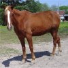 Boomer - sorrel gelding with flaxen mane and tail