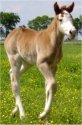 red sabino fox trotting filly born 4-26-04