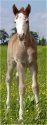 red sabino fox trotter filly born 4-26-04
