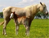 red sabino foxtrotter filly born 4-26-04