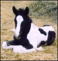 black & white stud colt, born March 2004, sired by Pure Luck