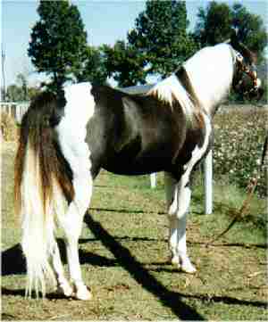 DUSTY TRAVELER, a Missouri Foxtrotting Horse Breed Association approved stallion