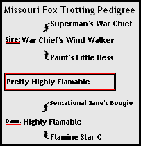 Pretty Highly Flamable Missouri Foxtrotter pedigree