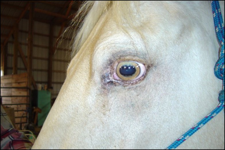 green horse eye