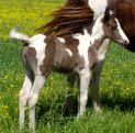 black & white tovero filly, born 4-14-04, sired by Jack's Absolute Power