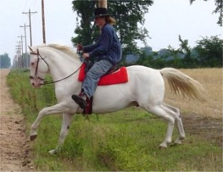 Maximum expressed white sabino stallion at stud