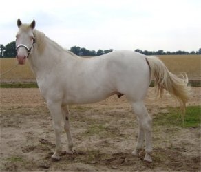 Maximum expressed sabino white stallion at stud