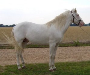Maximum expressed white sabino stallion at stud