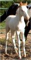  maximum white overo stud colt, born 4-22-03, sired by Jack's Absolute Power