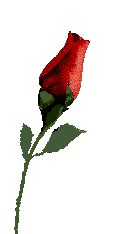 A rose for reddirtgirl