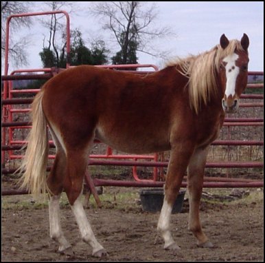 foxtrotter strawberry roan red sabino overo 2 year old stud