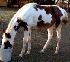 sorrel & white tovero filly by Dusty Traveler