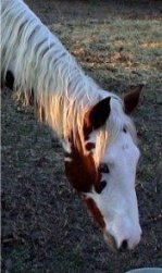 sorrel & white tovero filly by Dusty Traveler