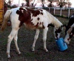 sorrel & white tovero filly by Dusty Traveler