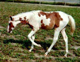 sorrel & white tovero filly by Dusty Traveler