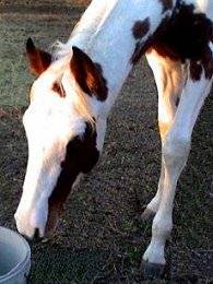 sorrel & white tovero filly by Dusty Traveler