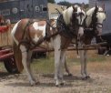 Sorrel & White Tovero Matched Foxtrotter Driving Team