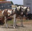 Sorrel & White Tovero Matched Foxtrotter Driving Team