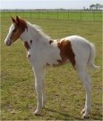 sorrel & white stud colt born 3-15-04, sired by Jack's Absolute Power T&H