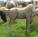 Sold - Palomino overo stud colt, born 6-1-05, sired by Harvest Gold