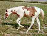 Sorrel & White Tovero Filly sired by Dusty Traveler