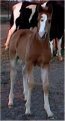 red sabino colt, born 10-20-02, sired by Jack's Absolute Power