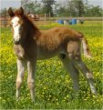 Red sabino stud colt, born 4-19-04, sired by Jack's Absolute Power T&H