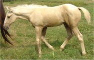Sold - Palomino stud colt, born 5-27-05, sired by Harvest Gold