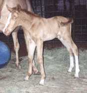 golden champagne foxtrotter stud colt