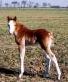 Sold - red sabino overo stud colt by Dusty Traveler