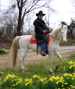 Jack's Absolute Power, A Maximum Expressed Sabino Foxtrotter Stallion