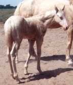cremello foxtrotter stud colt