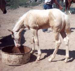 cremello fox trotting stud colt
