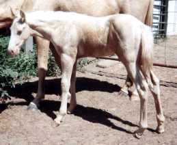 cremello fox trotting stud colt