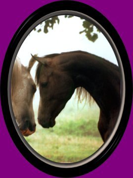 Happy Valentine's Day Horses