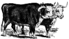 hereford bulls