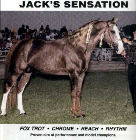 Jack's Sensation H