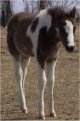 Sold - black & white tovero filly, born 1-2-03, sired by Jack's Absolute Power