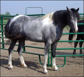 Dark gray & white tobiano mare for sale