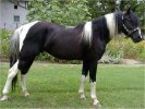 click here for homozygous black & white tobiano, PURE LUCK