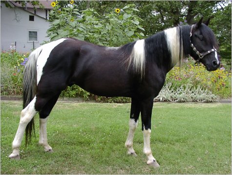 Pure Luck, a black white homozygous Foxtrotter Stallion