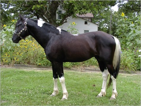 Pure Luck, a black white homozygous Foxtrotter Stallion