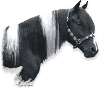 Pure Luck - Missouri Foxtrotter - Homozygous Black Tobiano Foxtrotter Stallion