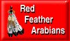 Red Feather Arabians