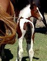Sold - bay & white filly, born 10-03-03, sired by Pure Luck