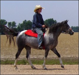 dark gray & white foxtrotter mare